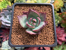 Echeveria 'Casio' 1"-2" Succulent Plant