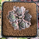 Echeveria 'Maroon Hill' Cluster 2"-3" Succulent Plant
