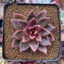 Echeveria Agavoides sp. 3" Succulent Plant