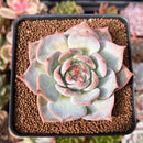 Echeveria 'Teirosa' 2"-3" Succulent Plant