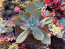 Echeveria 'Rubromarginata' 4"-5" Succulent Plant