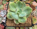 Echeveria 'Hakuhou' Variegated 3" Succulent Plant