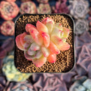 Echeveria 'Glamrin' Lightly Variegated 2" Succulent Plant