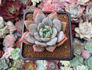 Echeveria 'German Champaign' 2"-3" Succulent Plant