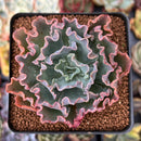 Echeveria 'Blue Curls' 2"-3" Succulent Plant