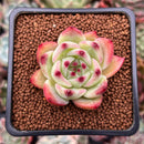 Echeveria 'Exitazo' 1" Succulent Plant