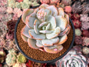 Echeveria 'Cream Tea' 4" Powdery Succulent Plant