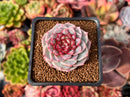 Echeveria 'Red Velvet' 2" Succulent Plant