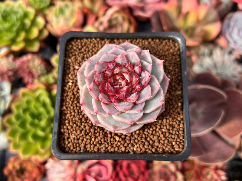 velvet succulent plant Echeveria 'Red Velvet' 2" Succulent Plant – True Succulents Plant Co