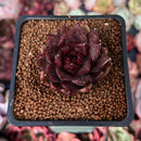 Echeveria Agavoides 'Nike' 1" Succulent Plant