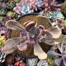 Pachyveria 'Jocelyns Joy' Variegated 3" Succulent Plant