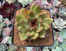 Echeveria Agavoides 'Black Queen' 3" Succulent Plant