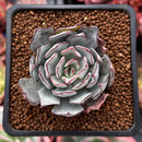 Echeveria 'Strictiflora' 2" Succulent Plant
