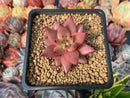 Echeveria Agavoides 'Sirus' 2" Succulent Plant