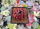 Echeveria Agavoides 'Golden Bear' 2" Succulent Plant
