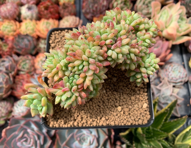 succulent graptosedum Graptosedum 'Little Beauty' 4" Cluster Succulent Plant – True Succulents Plant Co