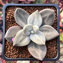 Echeveria 'Xichuensis' 2" Succulent Plant