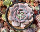 Echeveria 'Orange Monroe' 5" Large Powdery Succulent Plant