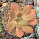 Echeveria 'Kinoa' 3" Succulent Plant