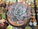 Echeveria 'Bianca' 5" Powdery Succulent Plant