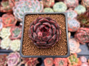 Echeveria 'Graphite' 1" New Hybrid Succulent Plant