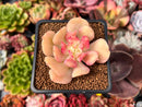 Echeveria 'Blade Runner' 2" Succulent Plant
