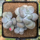 Pachyphytum 'Oviferum' sp. 3" Cluster Succulent Plant