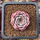 Echeveria 'Sarahime' x 'Indigo' Seed-grown Hybrid 1" Succulent Plant