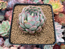 Echeveria 'Strawberry Ice' 3" Succulent Plant
