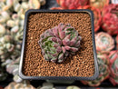 Echeveria 'Scorpio' 1" Succulent Plant