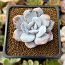 Echeveria 'Laui' 1" Powdery Succulent Plant