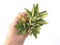 Aloe 'Nobilis' Variegated Cluster 5" Succulent Plant