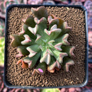 Echeveria 'Black Hawk' 2" Succulent Plant