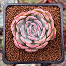 Echeveria 'Strawberry Ice' 2" Succulent Plant