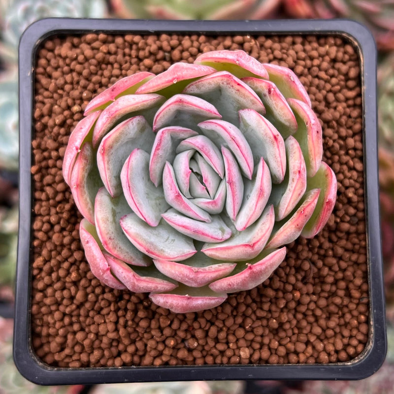 strawberry succulent Echeveria 'Strawberry Ice' 2" Succulent Plant
