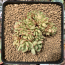 Echeveria Agavoides 'Maria' Crested 3" Succulent Plant