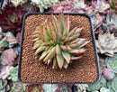 Echeveria Agavoides 'Challenger' Crested 3" Succulent Plant