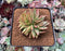 Echeveria Agavoides 'Challenger' Crested 3" Succulent Plant