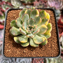 Echeveria 'Pulidonis' Variegated 3" Succulent Plant