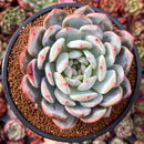 Echeveria 'Orange Monroe' 4" Powdery Succulent Plant