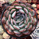 Echeveria 'Milk Rose' 4" Succulent Plant
