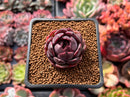 Echeveria 'Graphite' 1" New Hybrid Succulent Plant