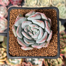 Echeveria 'Milk Rose' 2" Succulent Plant