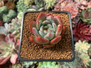 Echeveria 'Starmark' 1" Succulent Plant