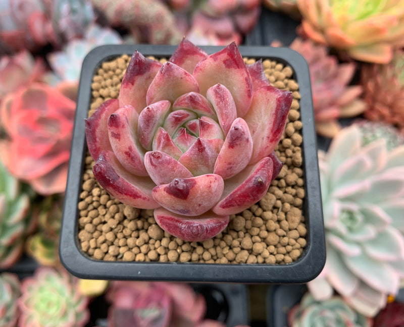 Echeveria 'Ratam' 2