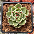 Echeveria Agavoides 'Blue Dragon' 2" Succulent Plant