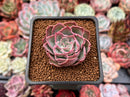 Echeveria 'Magic Savannah' 1" Succulent Plant