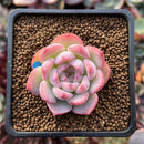 Echeveria 'Keralean' 1"-2" Succulent Plant