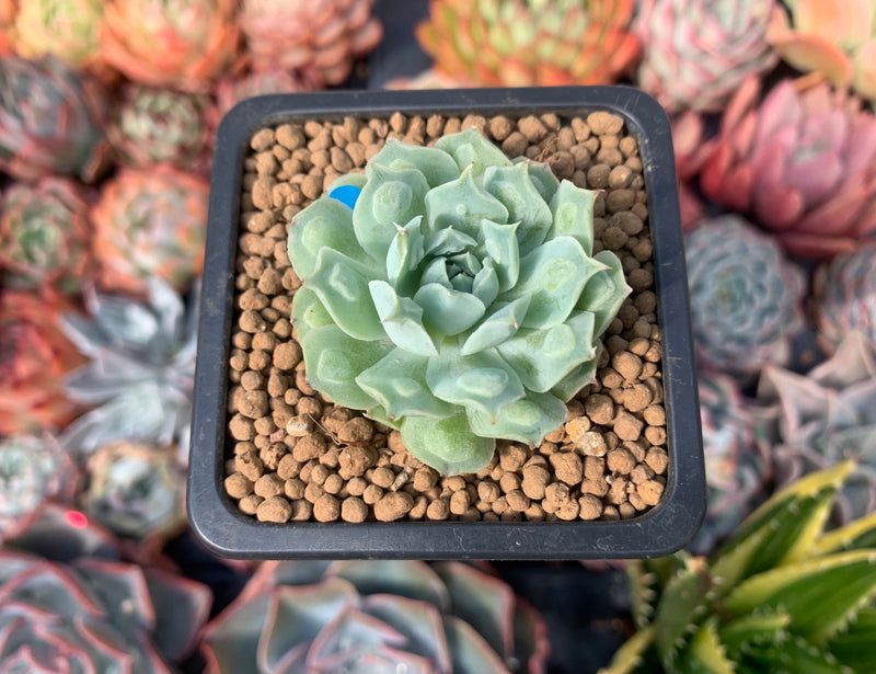 small rosette succulent Echeveria 'Hearts Choice' 1" Small Succulent Plant