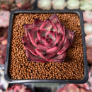 Echeveria Agavoides 'Red Ebony' 2" Succulent Plant
